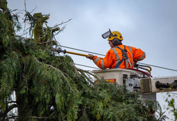 Best Tree Maintenance Programs  in Folkston, GA