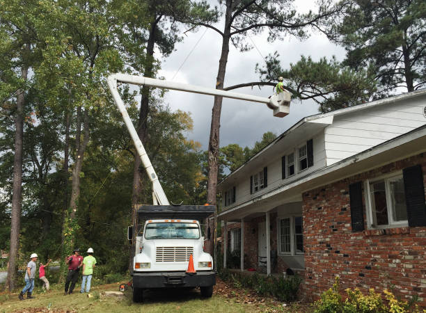 Best Hedge Trimming  in Folkston, GA