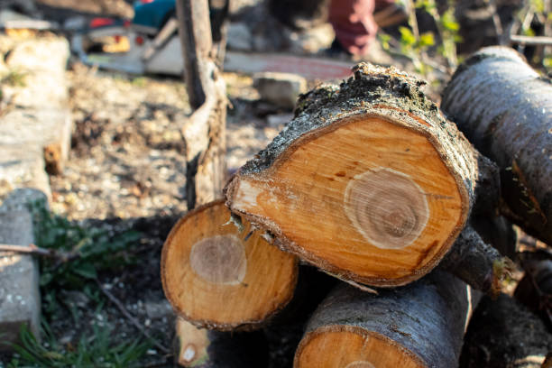 How Our Tree Care Process Works  in  Folkston, GA