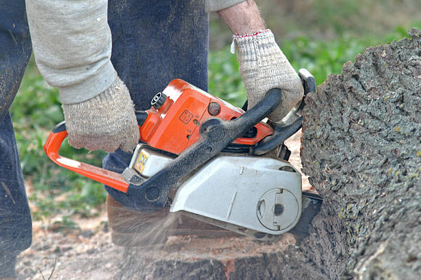 Best Storm Damage Tree Cleanup  in Folkston, GA