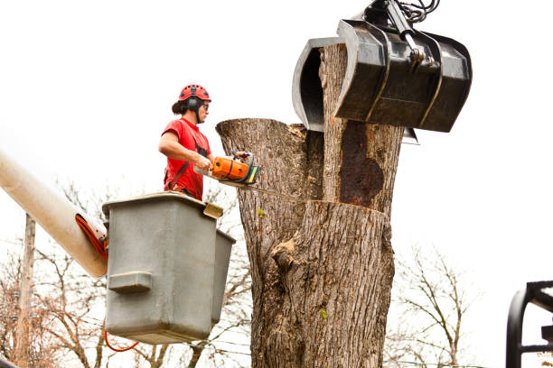 Best Commercial Tree Services  in Folkston, GA